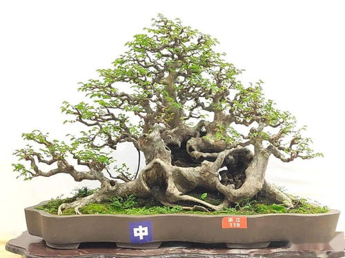 先睹為快 100張高清大圖帶你走進(jìn)2021全國(guó)精品盆景展現(xiàn)場(chǎng)