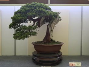 中國爵，盆景金銀獎回看 伏櫪之志永存