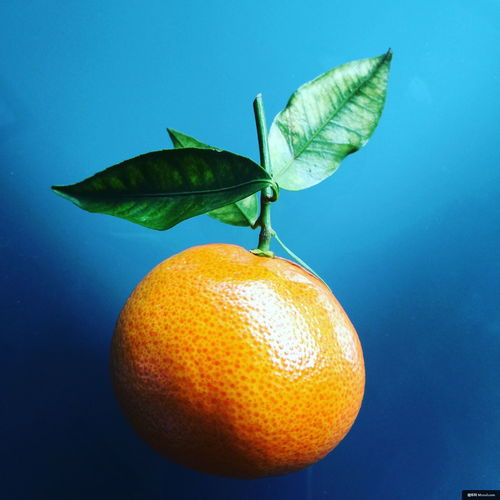 伏櫪葡萄柚 柑橘家族的璀璨明珠